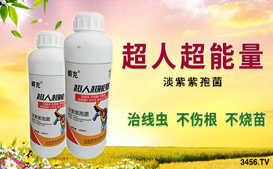 防治根结线虫为什么都选淡紫紫孢菌?淡紫紫孢菌有什么功效? 防治根结线虫为什么都选淡紫紫孢菌?淡紫紫孢菌有什么功效?